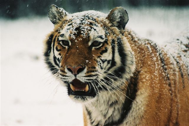gouden Surrey Oprichter Tijger (Panthera Tigris) - Wild Cats Magazine