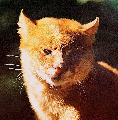 Wild cat species - with images - Wild Cats Magazine