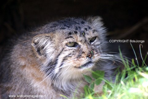 Pallas's cat, Endangered, Steppe, Asia