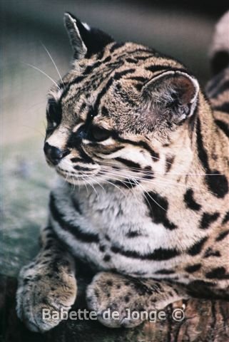 tolerantie geeuwen Proberen Margay (Leopardus Wiedii) - Wild Cats Magazine