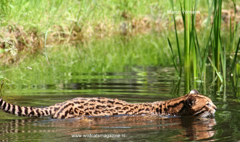 Ocelot (Leopardus pardalis) - Wild Cats Magazine