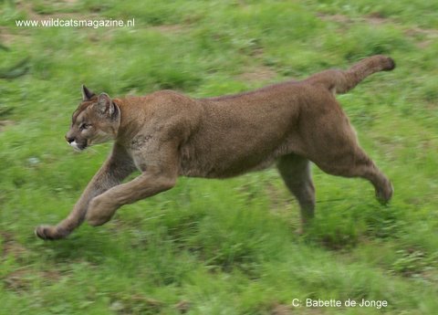 Cougar (Puma concolor) - Wild Cats Magazine