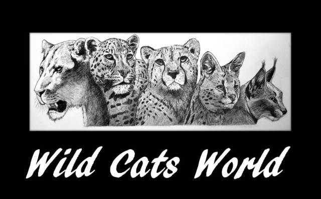 Wild Cats World Archives Wild Cats Magazine