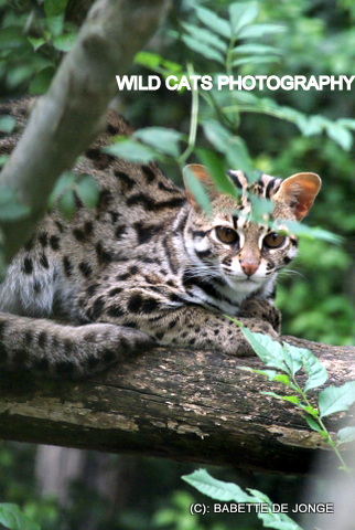 asian forest cat