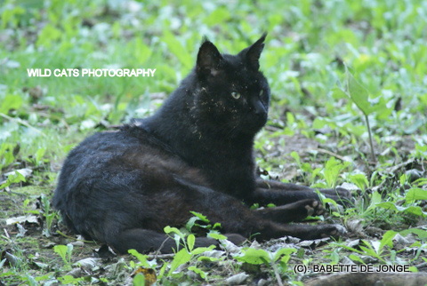 Black store jungle cat