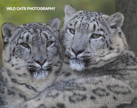 Snow leopard (Uncia uncia) - Wild Cats World