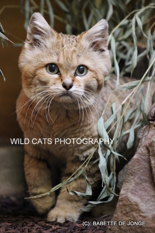 Sand Cat Felis Margarita Wild Cats Magazine