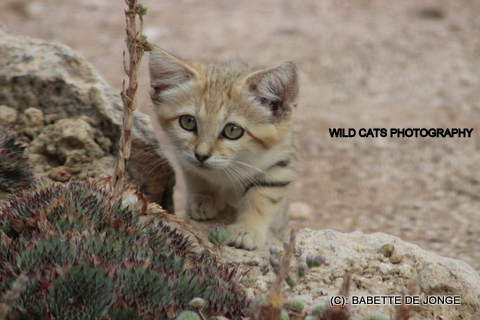 Sand cat (IMG_8714)