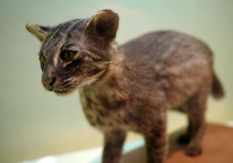 Iriomote cat (Prionailurus bengalensis iriomotensis) - Wild Cats Magazine
