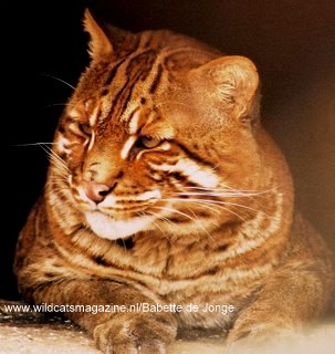 Asiatic golden hot sale cat price