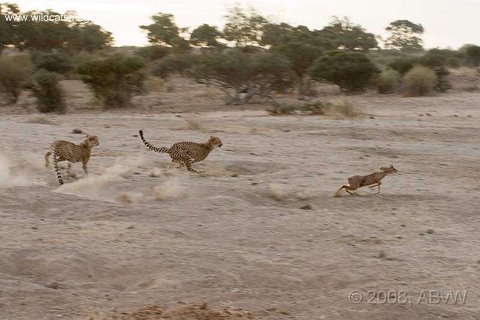 Cheetahs hunting