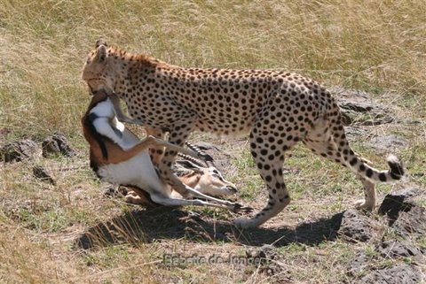 cheetah claws