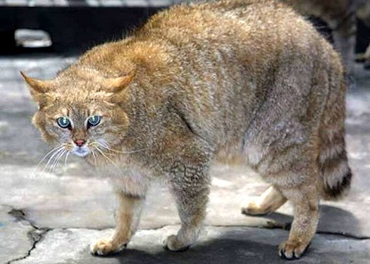 chinese mountain cat