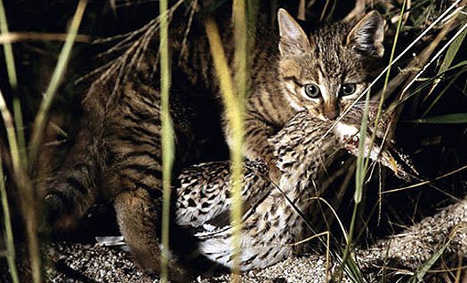 chinese mountain cat