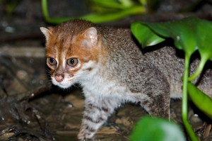 Gato de cabeça plana