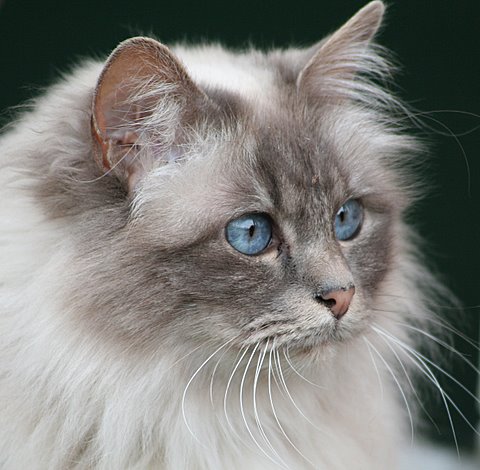 Long hair burmese sales cat