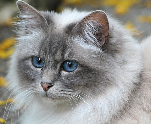 Sacred 2024 birman cat