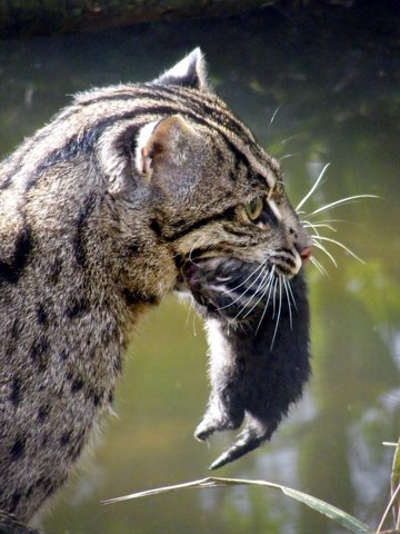 The Fishing Cat (Prionailurus viverrinus) which is endemic to South and  Southeast Asia has been globally classified as an endangered species by  IUCN in 2008. These feline beauties are larger than the