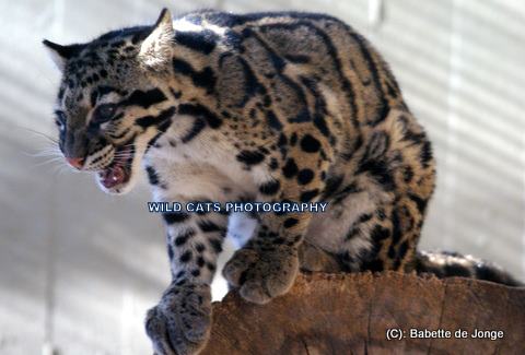 Clouded Leopard 11