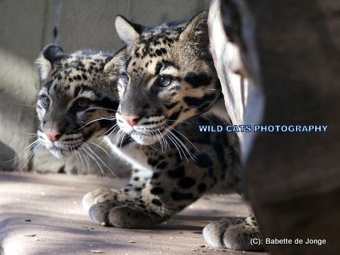 Clouded Leopard 12