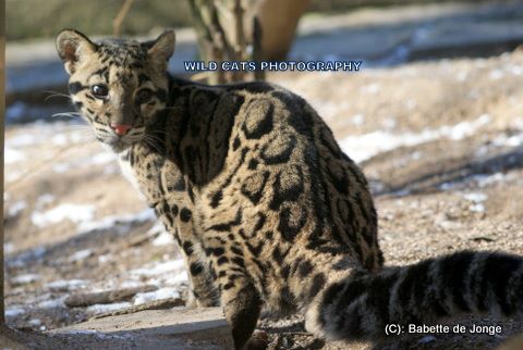 Clouded Leopard 15