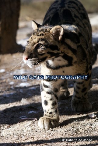 Clouded Leopard 7