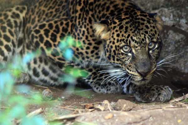Javan leopard Sawal