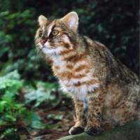Tsushima cat