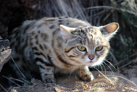 Black footed cat