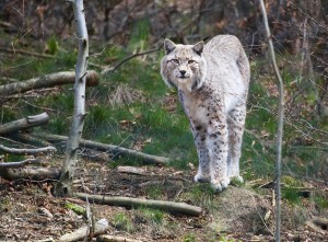 E lynx by Erwin van Maanen