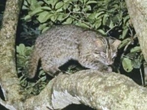 Iriomote cat