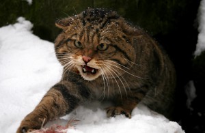 Scot Wildcat by Neville Buck