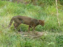 Jaguarundi-267x200