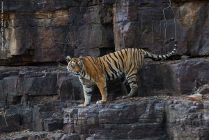 tigre-machali-mort-1