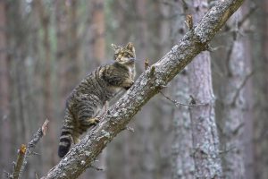 Scottish wildcat (Felis sylvestris) climbing fallen tree in pine forest, Cairngorms National Park, Scotland.