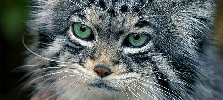 The Pallas's Cat Is the Original Grumpy Wildcat