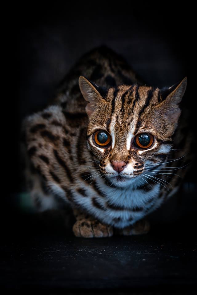 Asian Leopard Cat