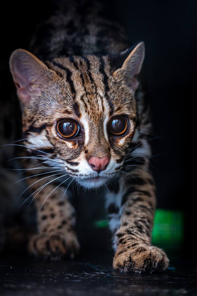 asiatisk leopardkat