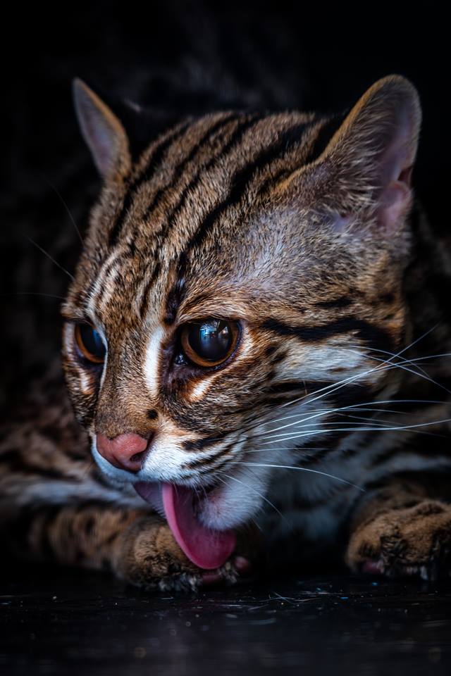 Chat Léopard asiatique