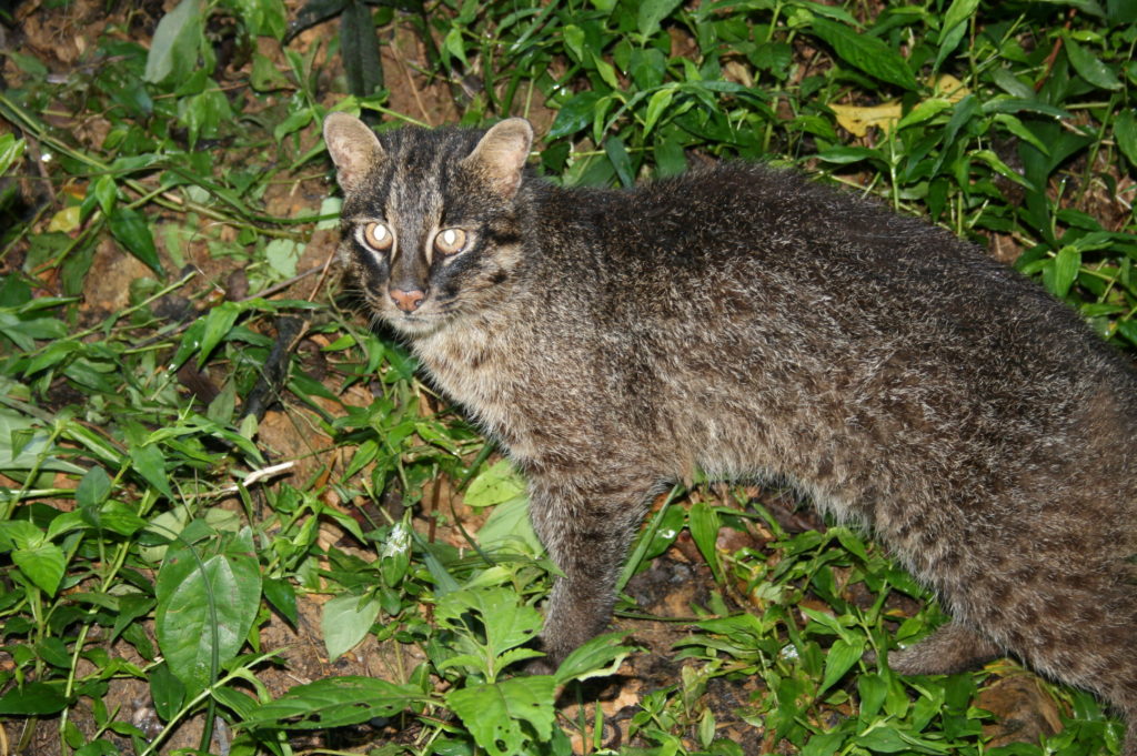 Iriomote cat, new photo and beautiful drawing - Wild Cats Magazine