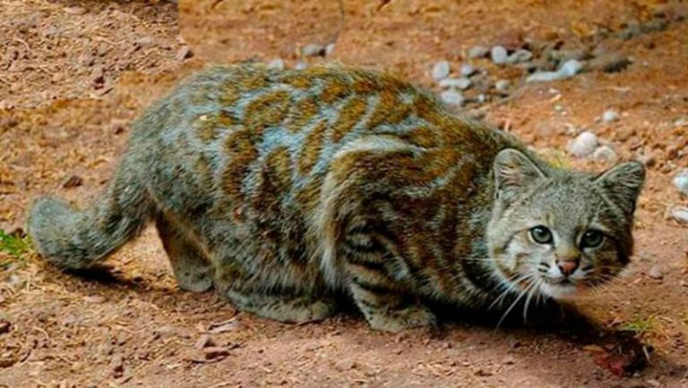 Pampascat or Colocolo (oncifelis colocolo) - Wild Cats Magazine