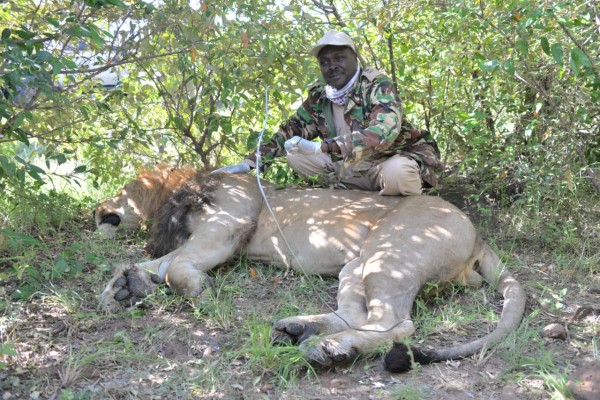 Wire snare removed from lion