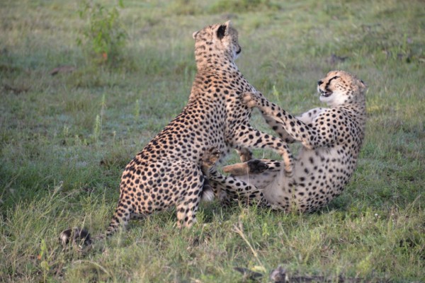 Neebati cheetah cubs