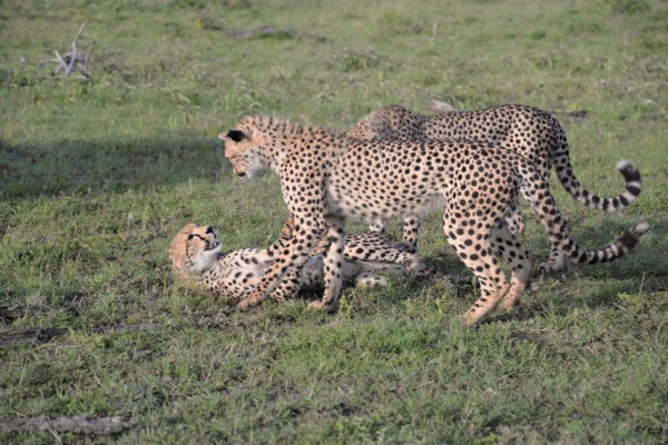 Neebati cheetah cubs