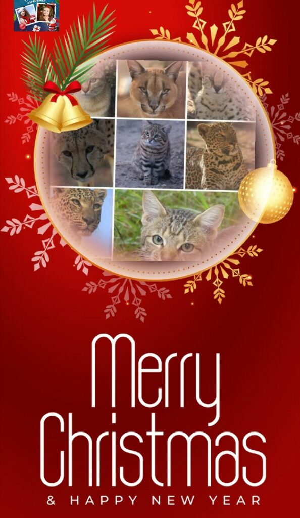 Merry Xmas & All the best for 2023 - Wild Cats Magazine