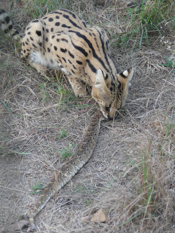 african serval cat attacks