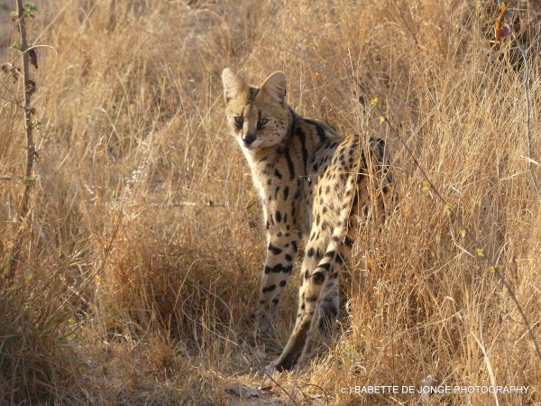 serval