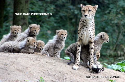 Cheeta familie