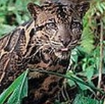 Borneo nevel panter