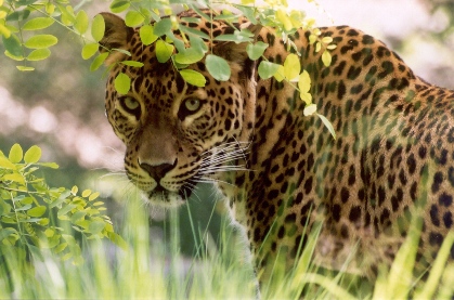 Potentieel Vijandig Snooze Panter of Luipaard (Panthera Pardus) - Wild Cats Magazine
